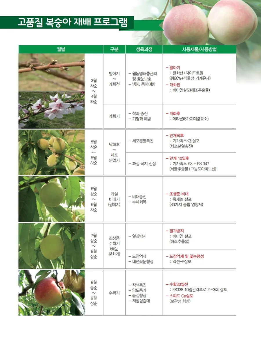 복숭아 재배 꽃 솎기 잎 따기 갈반병 방제_6