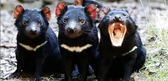 태즈메이니아 데빌 특징 매력 성격_20