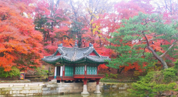 단풍