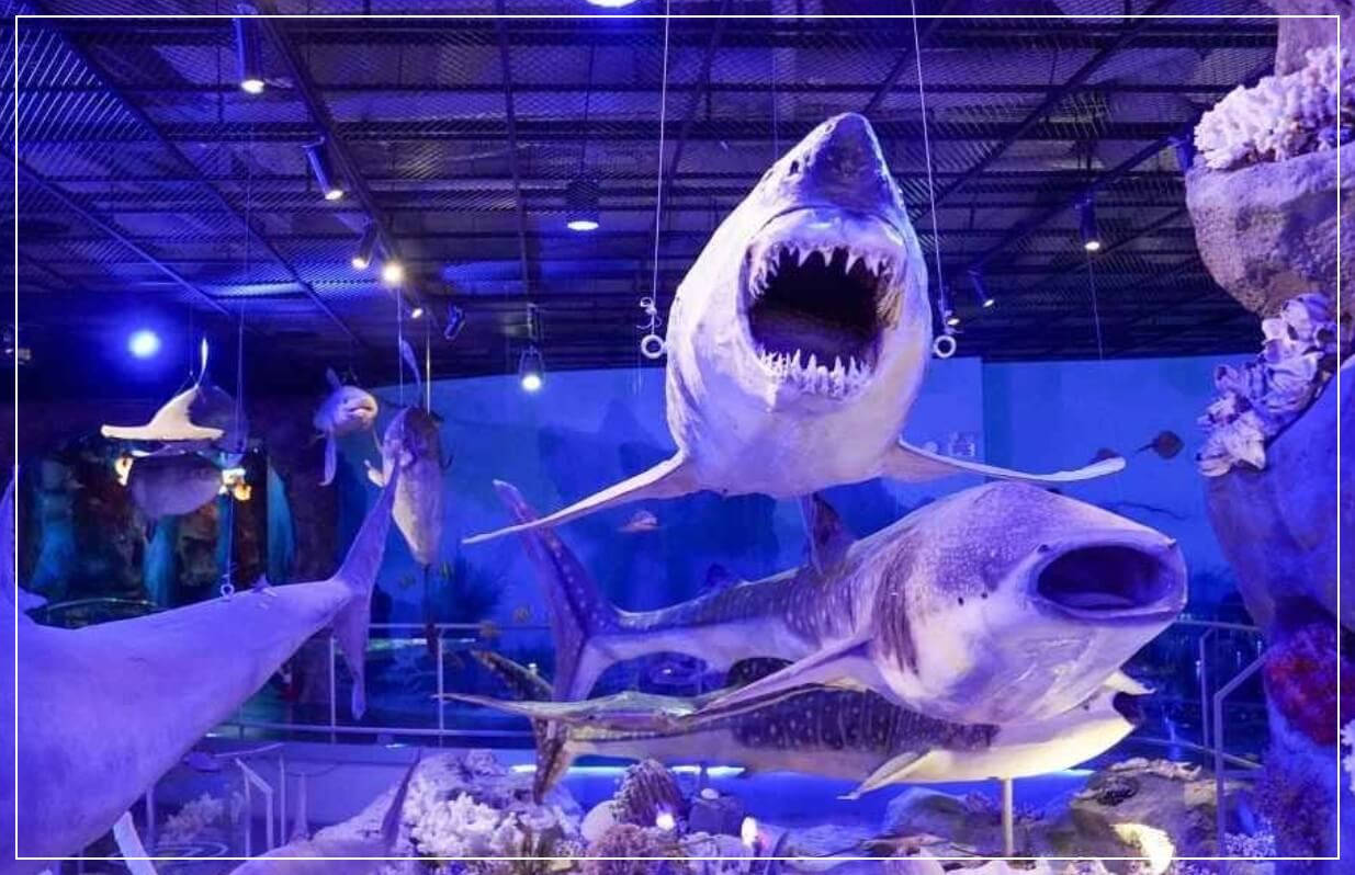 해남 가볼만한곳 베스트10 땅끝해양자연사박물관