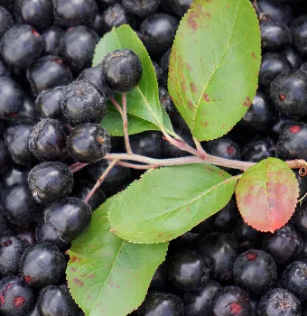 아로니아-효소-만드는법-및-효능