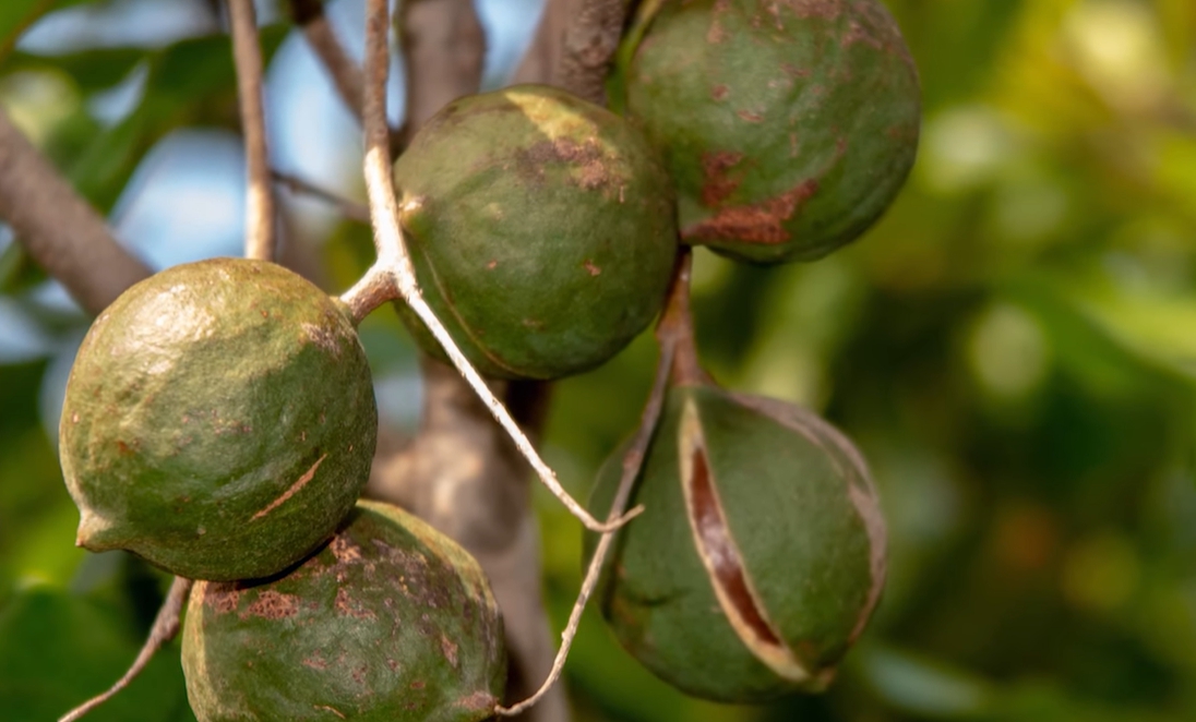 마카다미아의 효능