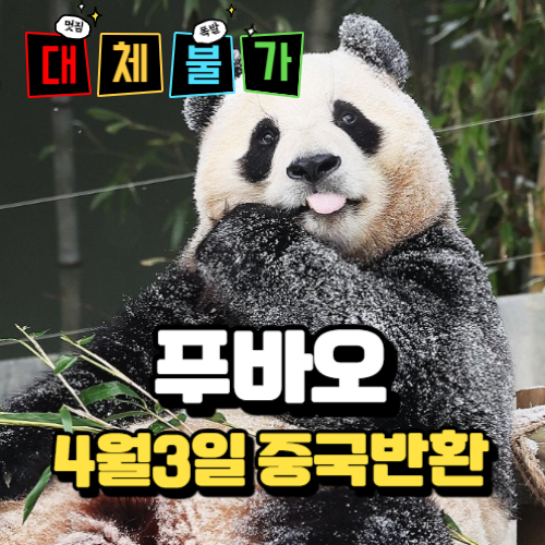 알트태그-푸바오 포스팅 썸네일