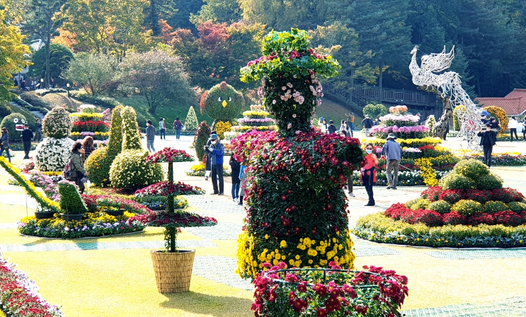 청남대 국화꽃 축제