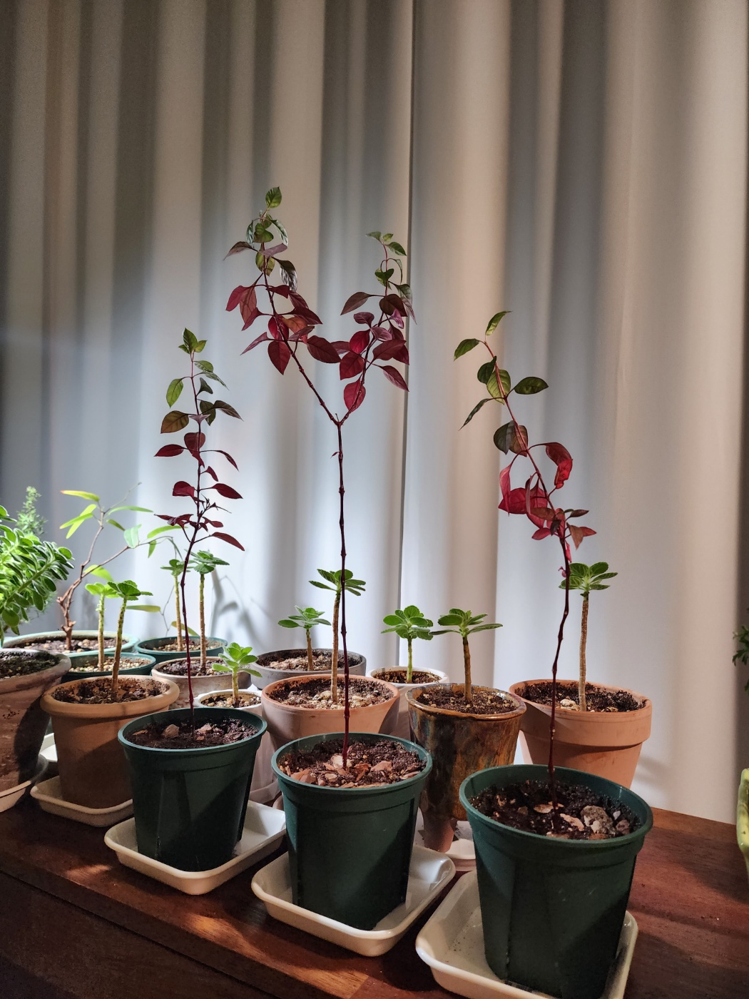 화분에 옮겨 심어 주엇어요.