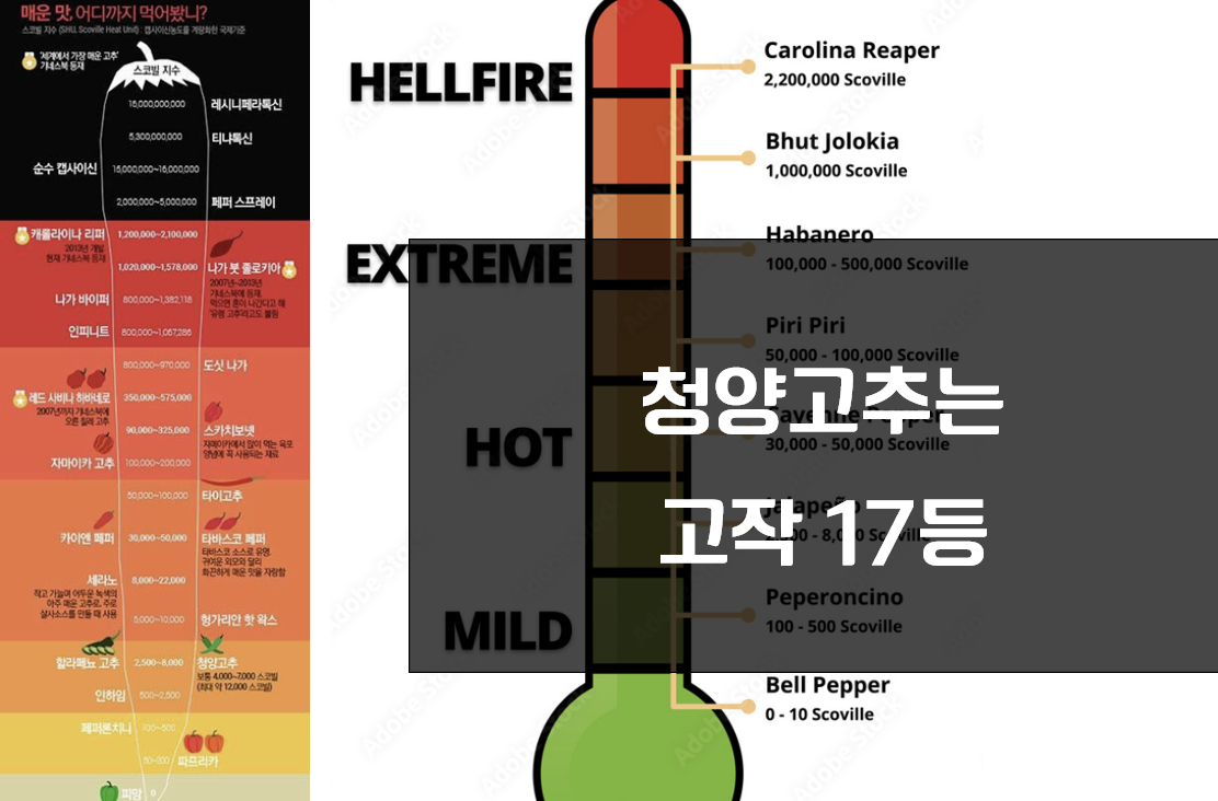청양고추 매운맛 순위