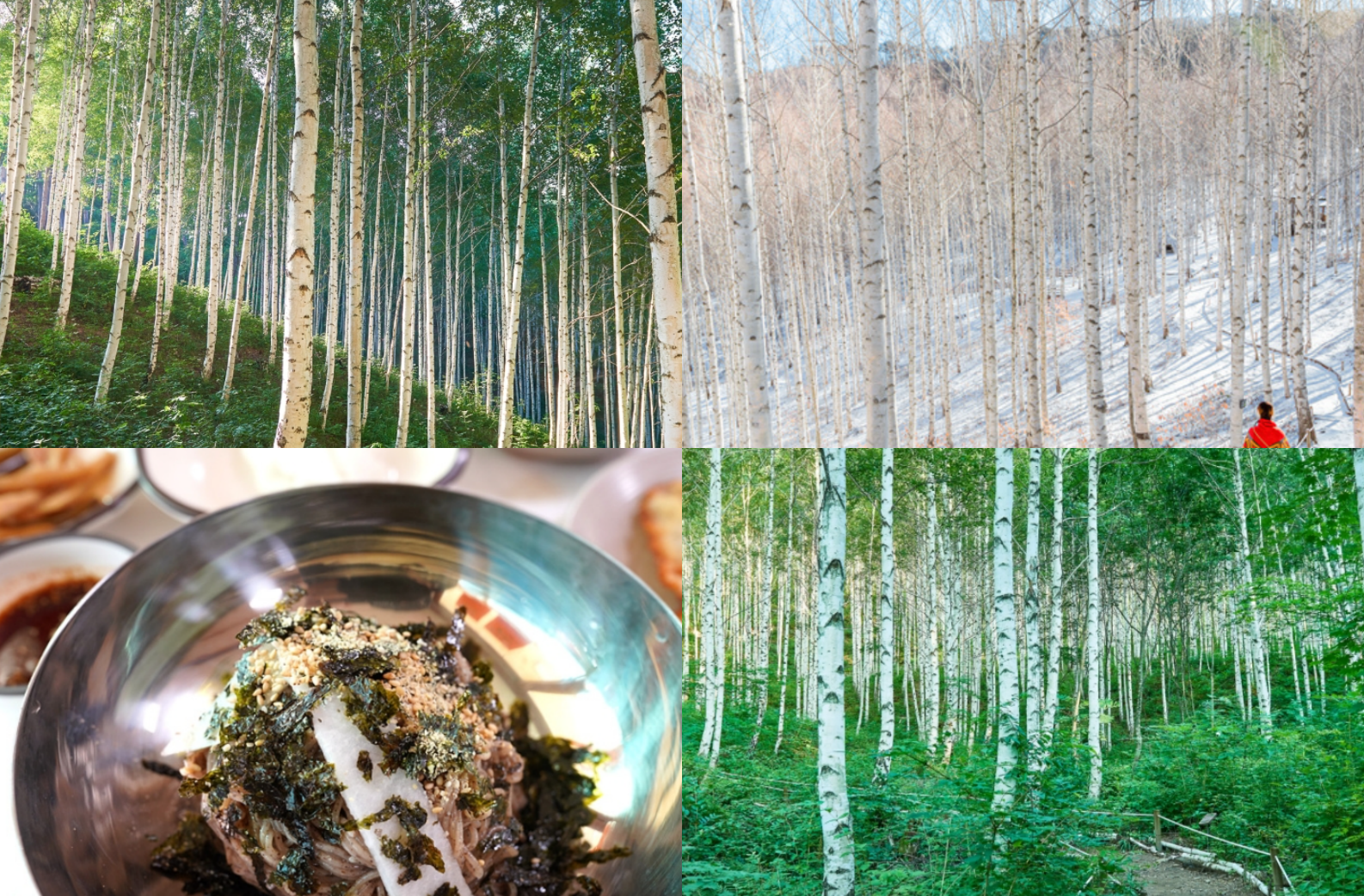 인제 자작나무숲