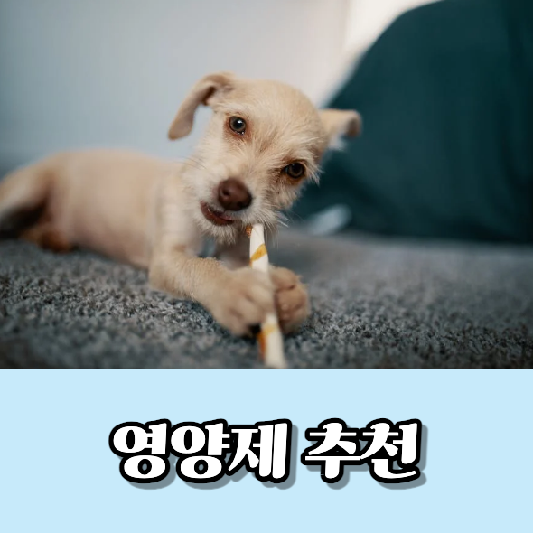 영양제 추천