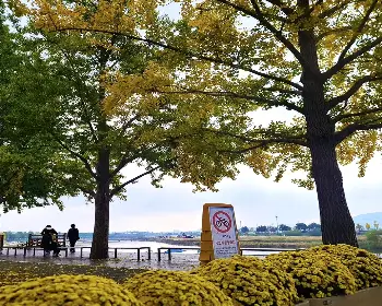 아산 은행나무길_11