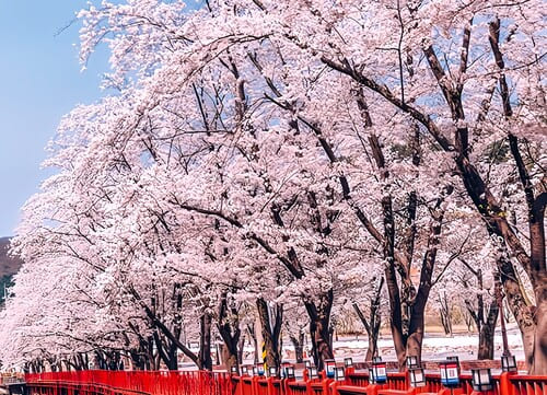 꽃과 함께