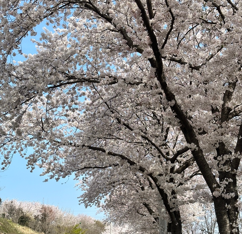 사천 선진리성 벚꽃축제
