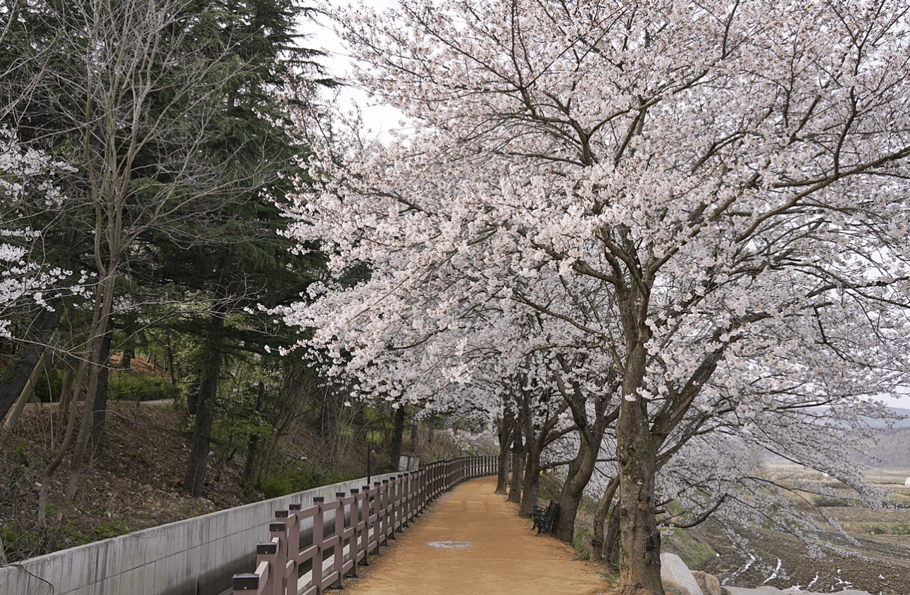 경주 벚꽃 개화시기