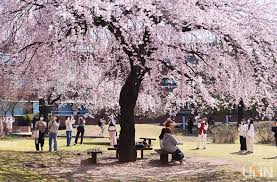 벚꽃개화시기 2024