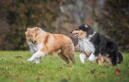 달리는 두 마리의 러프콜리.