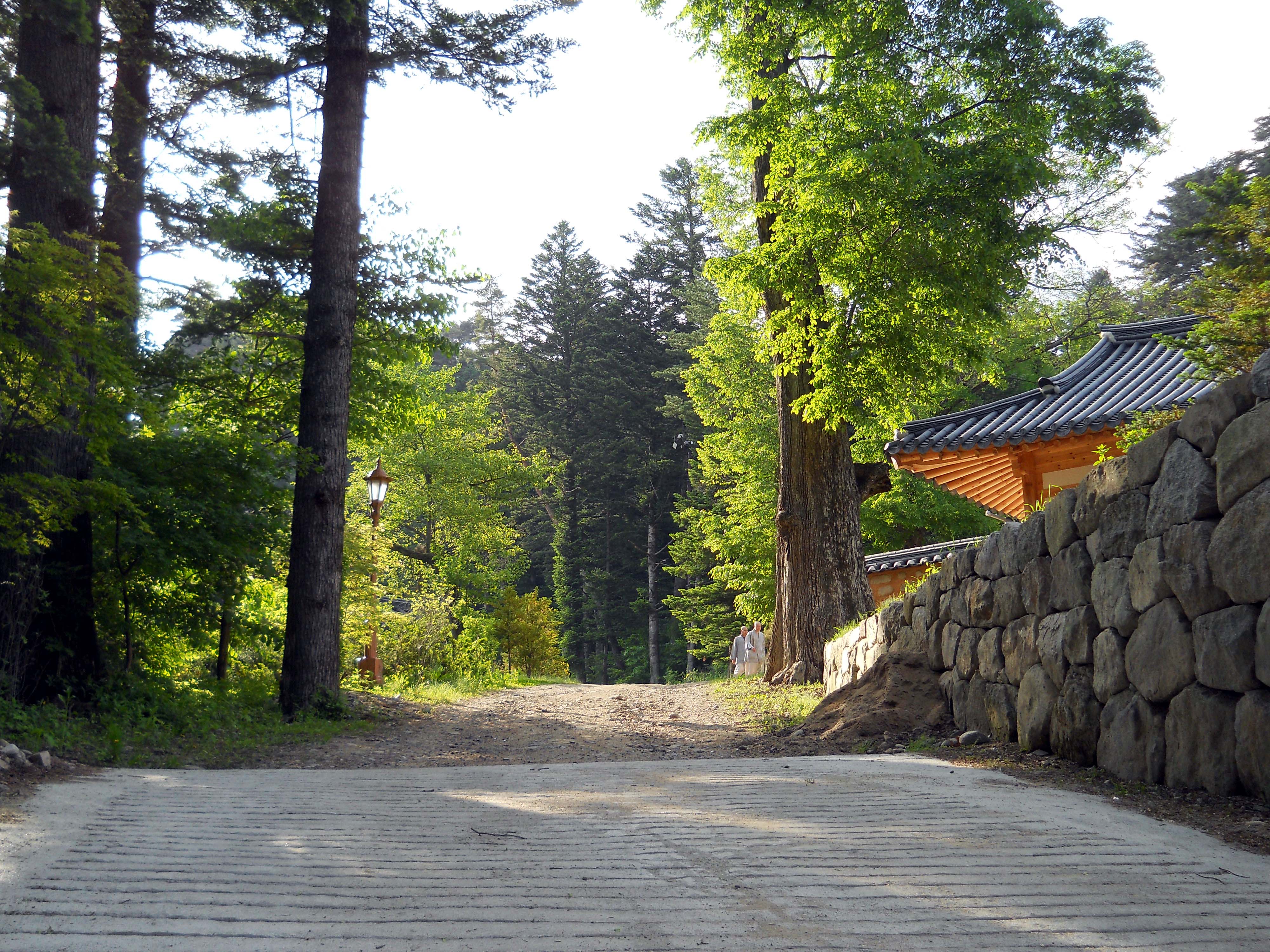 오대산 월정사 앞 전나무숲길
