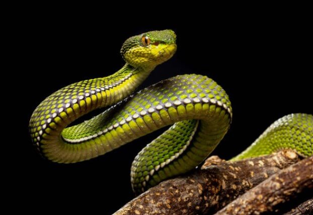 뱀잡으려다놓치는꿈