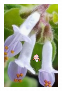장미허브 꽃