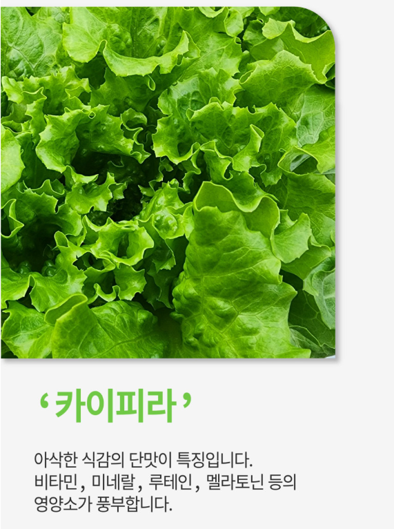 6시내고향 유럽쌈채소 경남 밀양 밀양상회