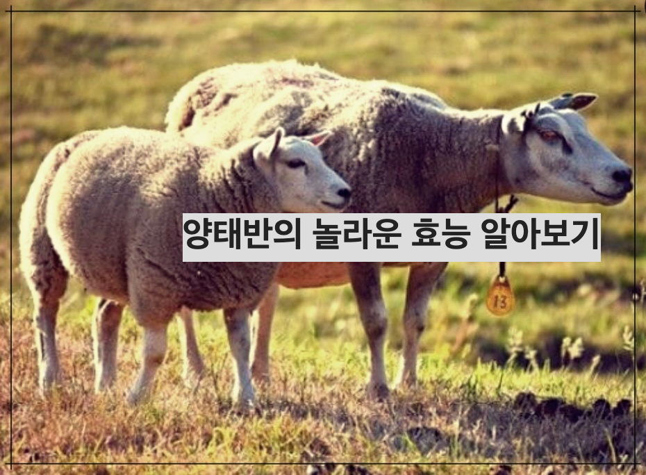 양태반의 놀라운 효능 알아보기