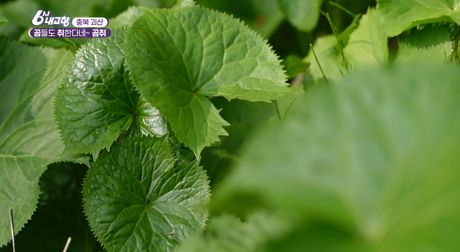 무농약으로 재배중인 6시내고향 괴산 곰취