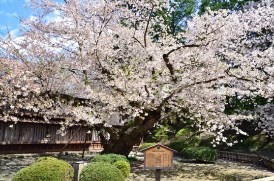 ์ผ๋ณธ ๋ฒ๊ฝ ๋ช
์