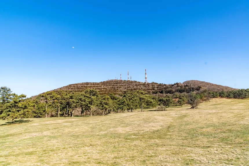 초원 위를 유유히 걷는 말들이 인상적인 제주마방목지 전경