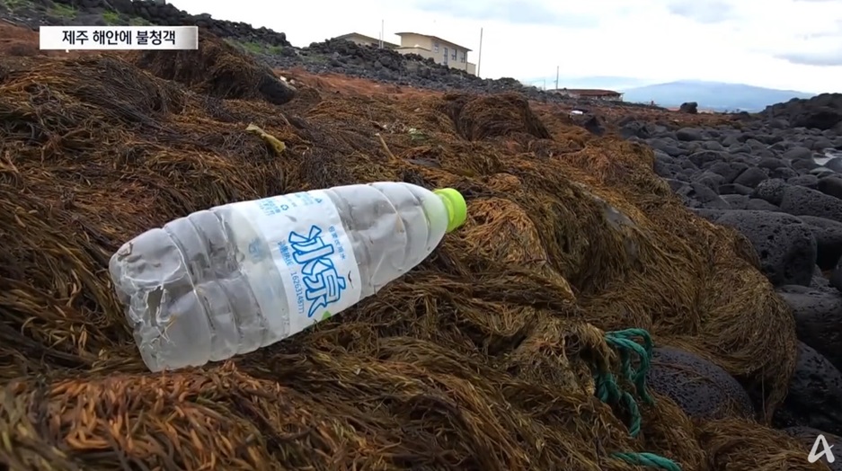 제주 해안의 괭생이모자반 문제