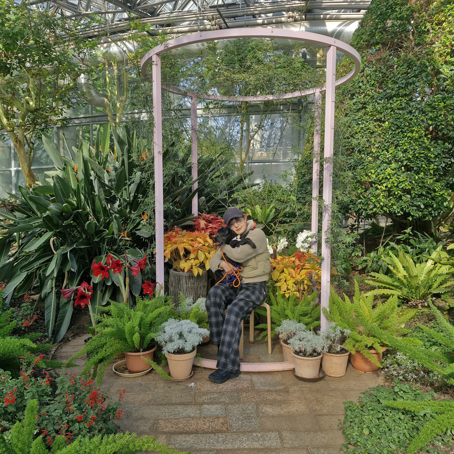 강아지 심장사상충&amp;#44; 단계별 증상 및 예방약&middot;치료약 비용 정리