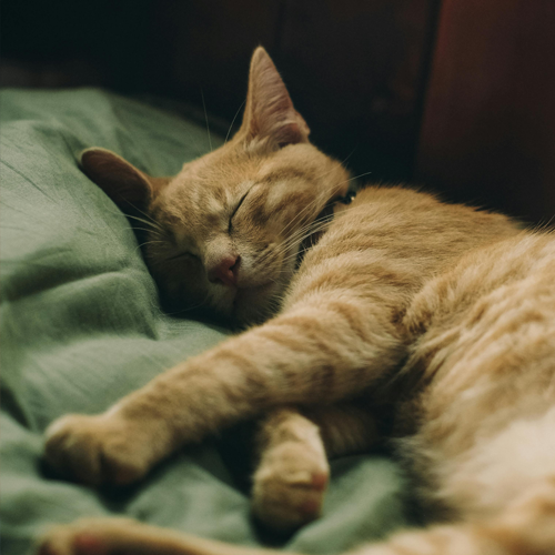 숙면에 좋은 음식