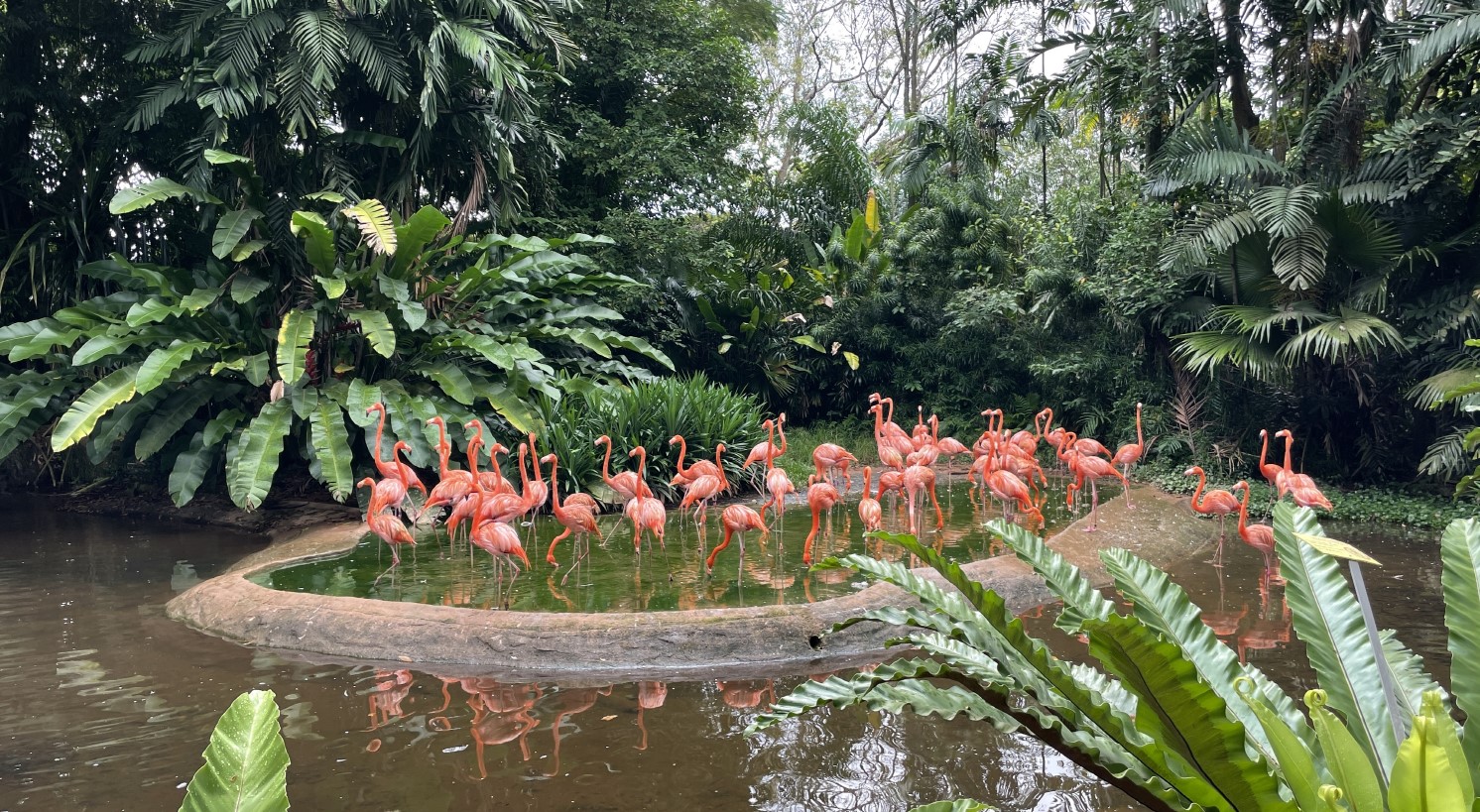 주롱 새 공원 Jurong Bird Park