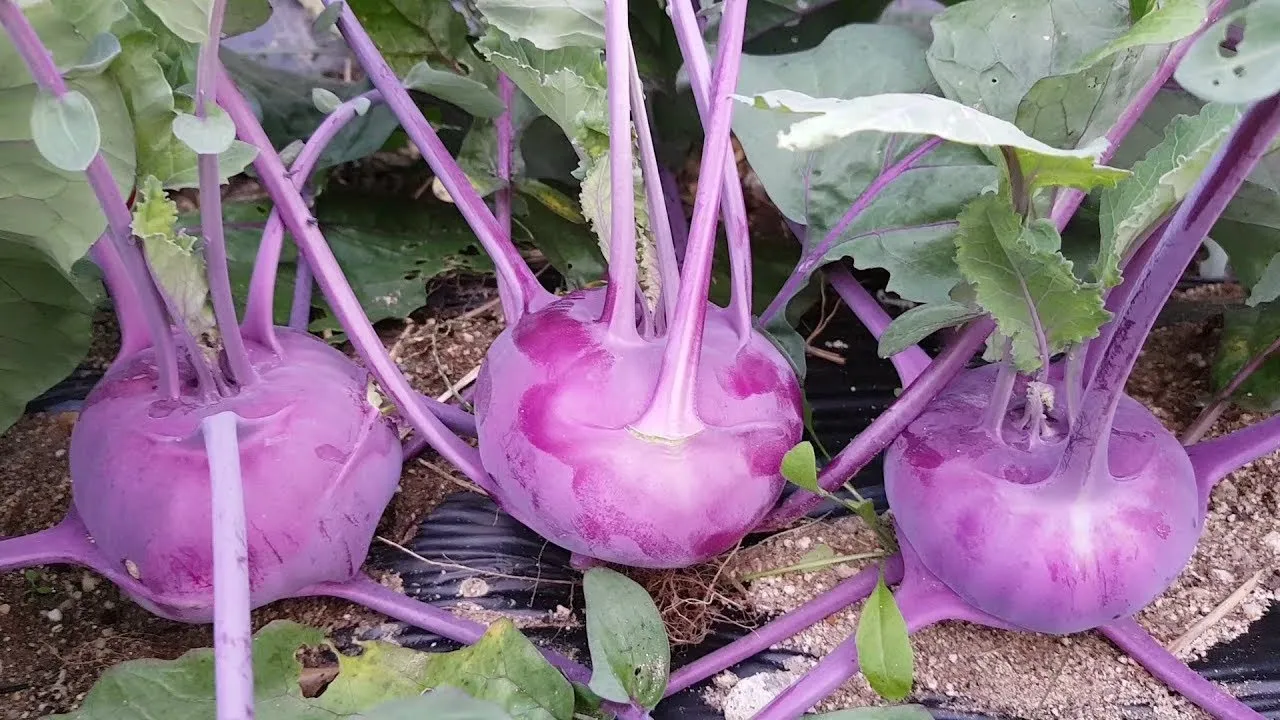 콜라비 재배 모종 선택 빛 관리 당도 높이기_2