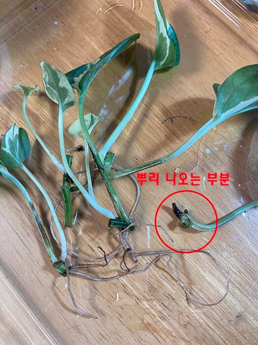 엔조이스킨답서스_번식_뿌리