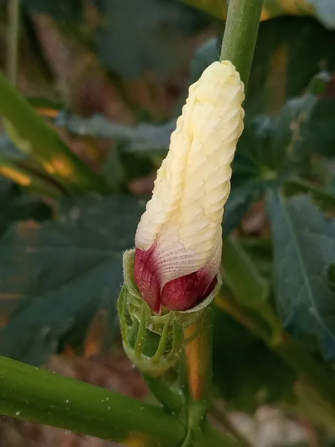 오크라 재배 파종 깊이 따뜻한 흙 물주기 요령_3