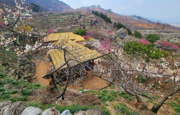 봄꽃 축제