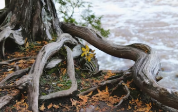 근저당 설정이란