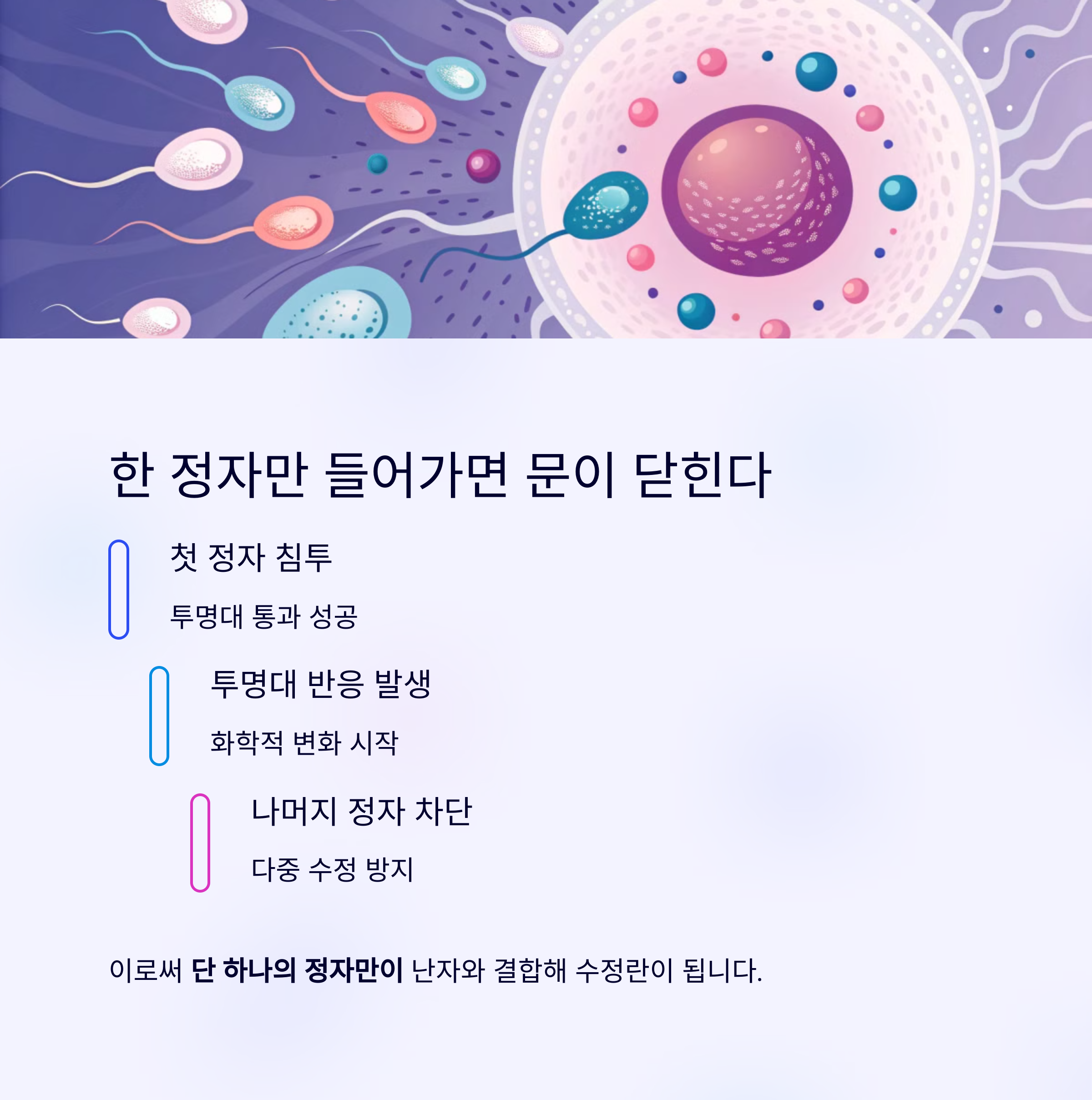 한 명만 살아남는다! 난자와 정자의 극한 여정-인포그래픽5