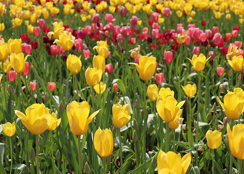 고양 꽃 박람회 가는길&amp;#44; 주차장