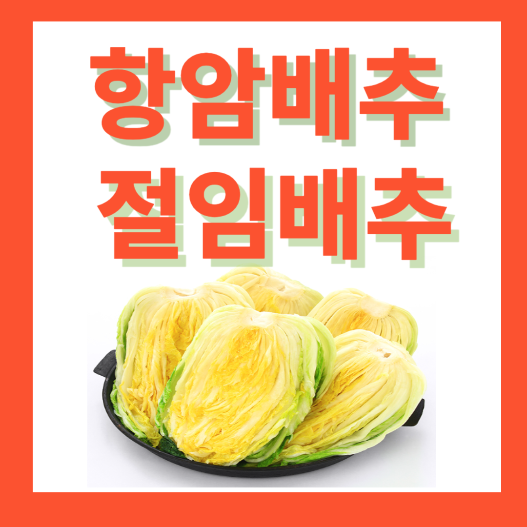 항암배추