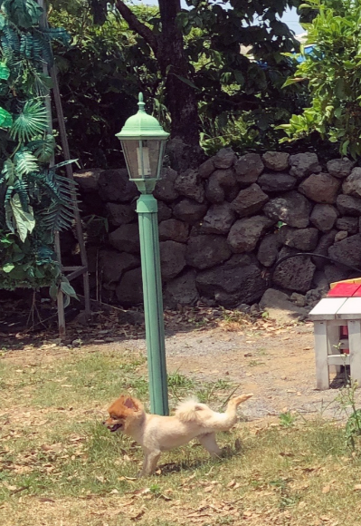 반려견 산책