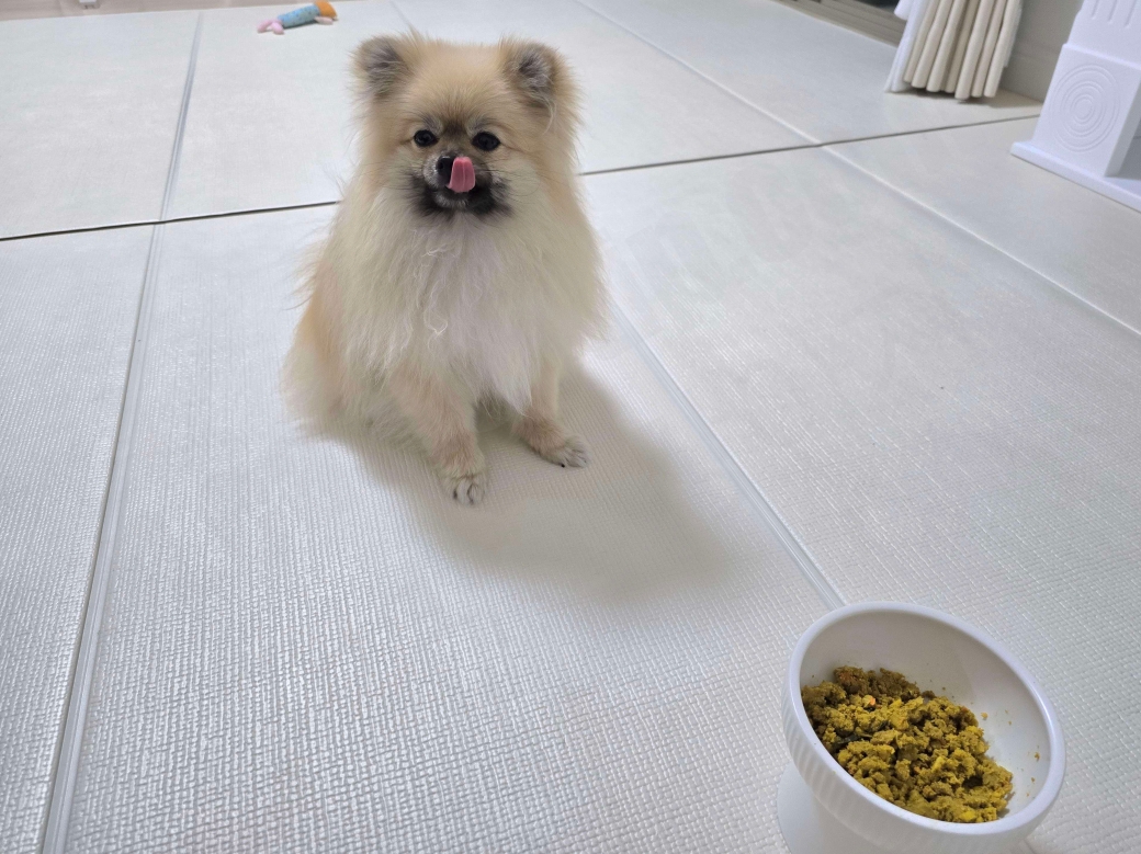 강아지 화식