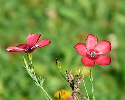 꽃아마 이미지 사진