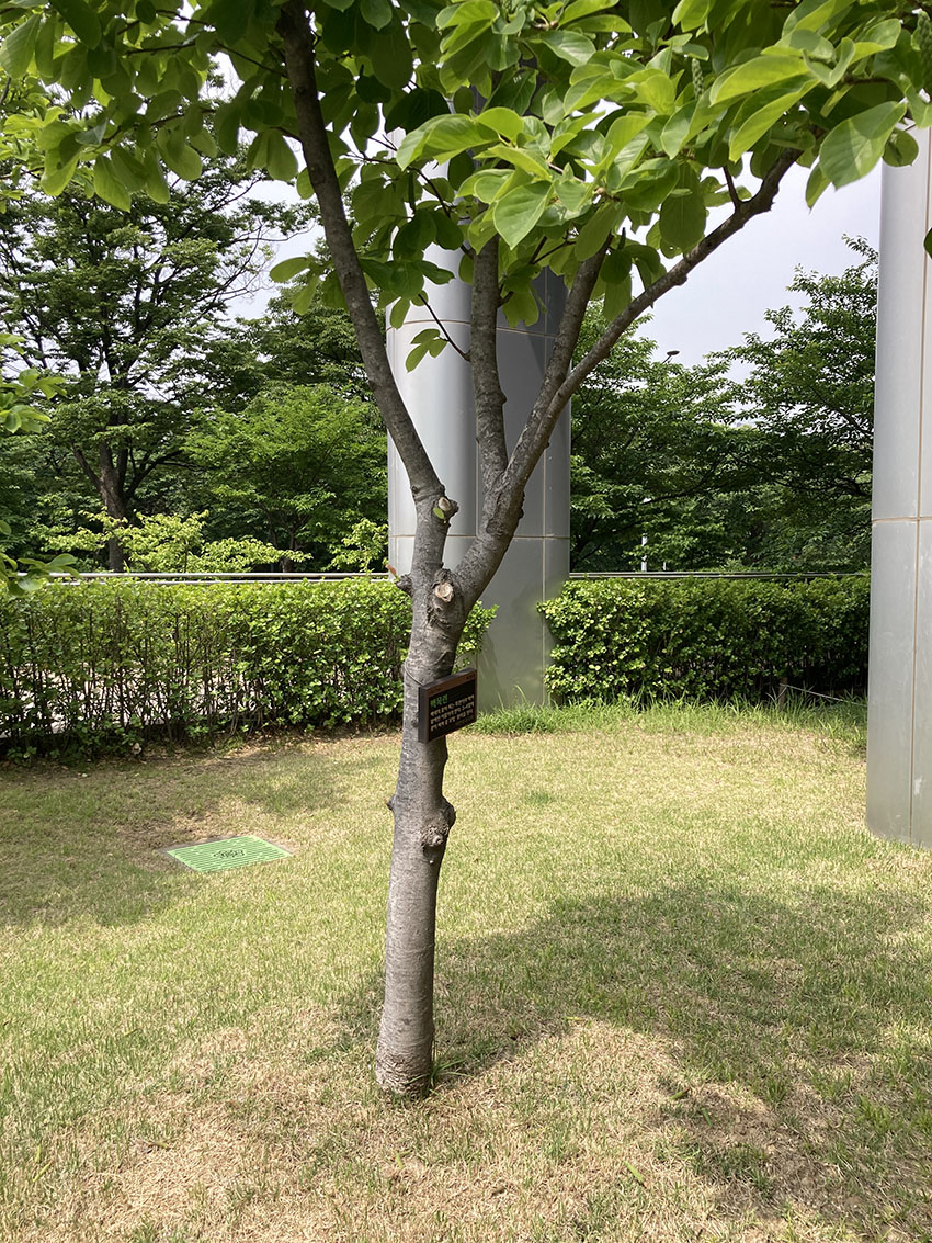 백목련