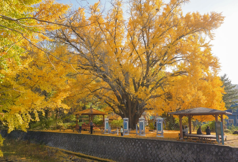 하곡리 은행나무