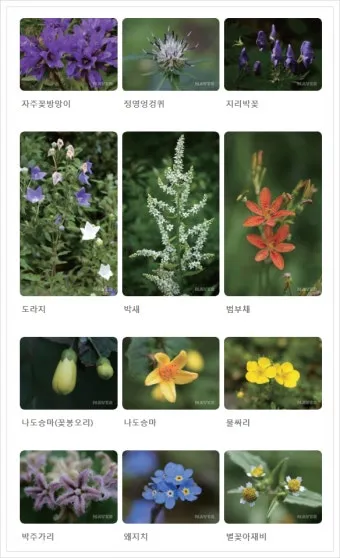 여름꽃 종류 모음 여름 꽃나무 추천 12가지 정리_8