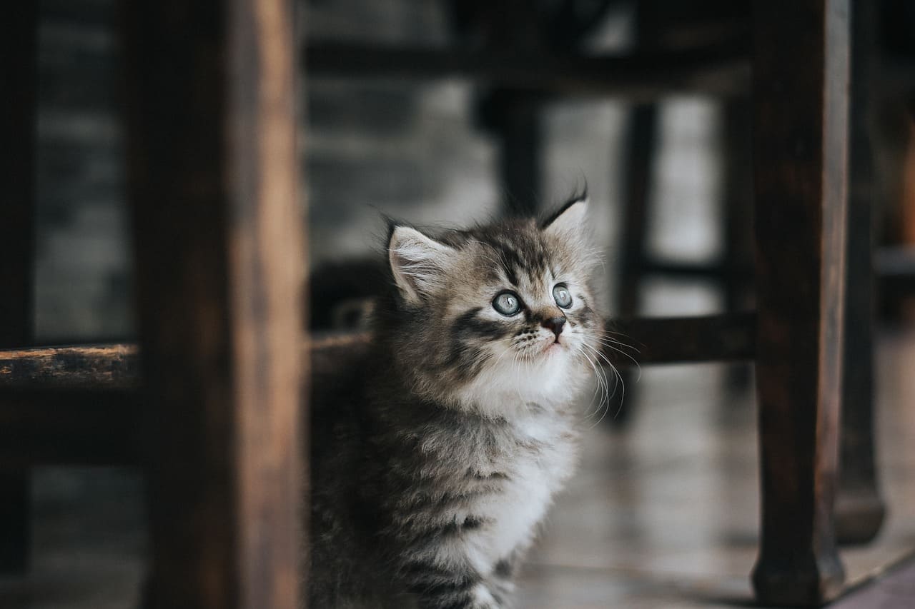 고양이 설사의 진단 방법