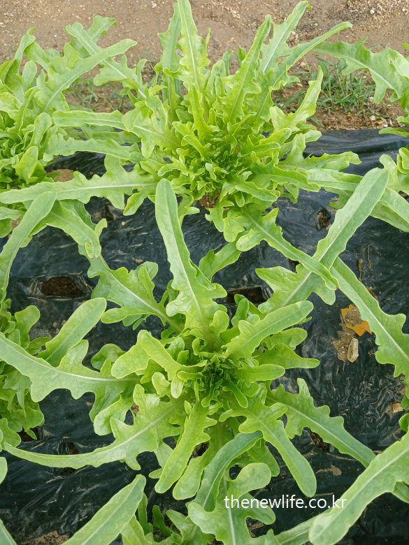 Top view of green oakleaf lettuce with deeply lobed leaves-깊게 갈라진 잎이 특징인 초록색 오크상추 상단 모습