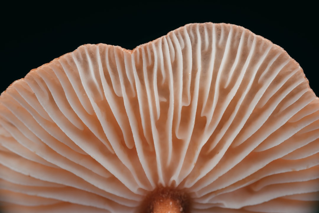 mushroom