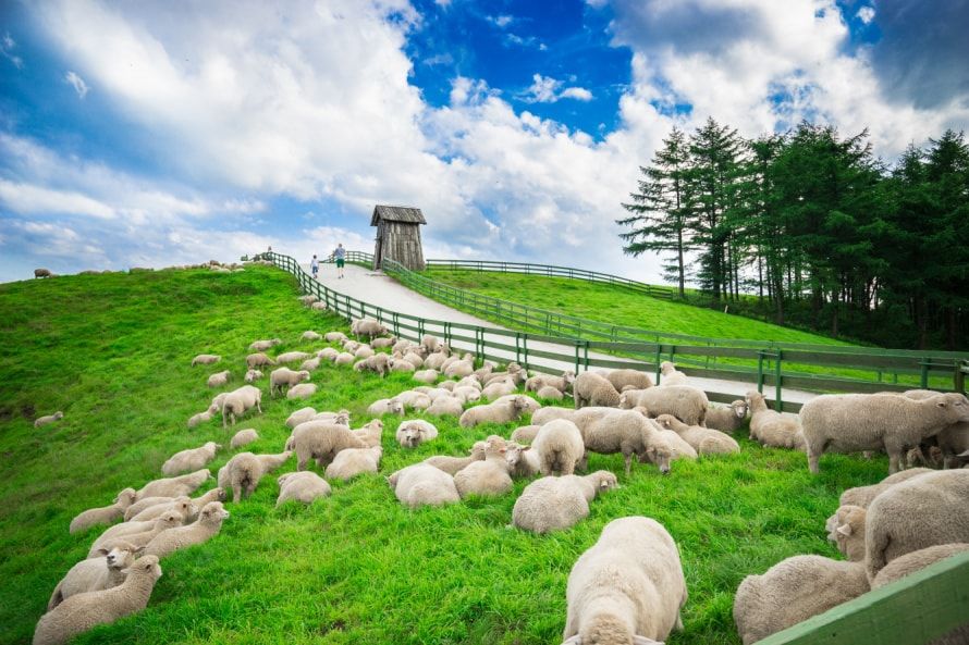 대관령 양떼목장