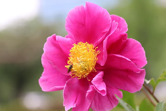 합천 작약 축제