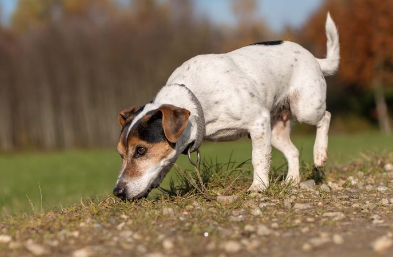 개가 산책 중에 냄새